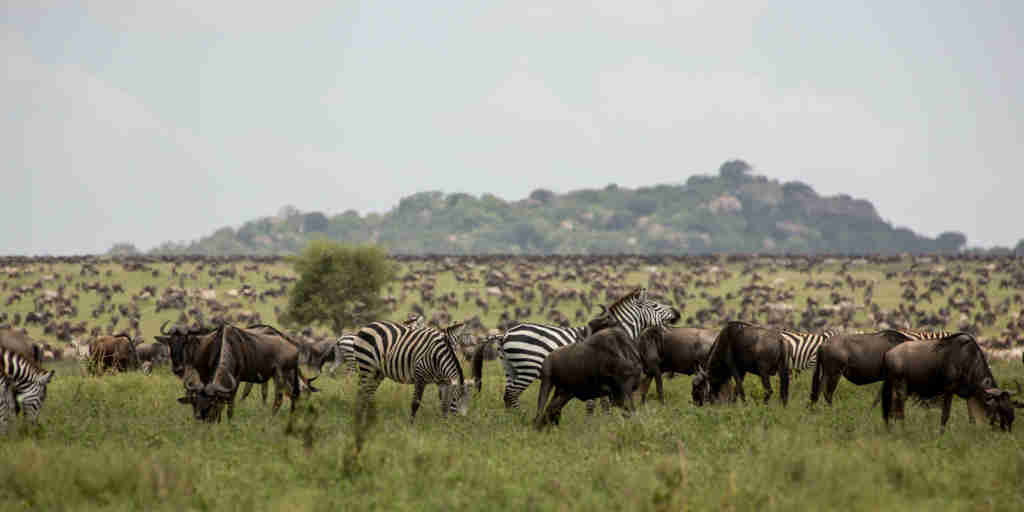 zebra, nimali serengeti, serengeti np, tanzania