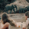 Elephants, Wayo Manyara, Lake Manyara, Tanzania