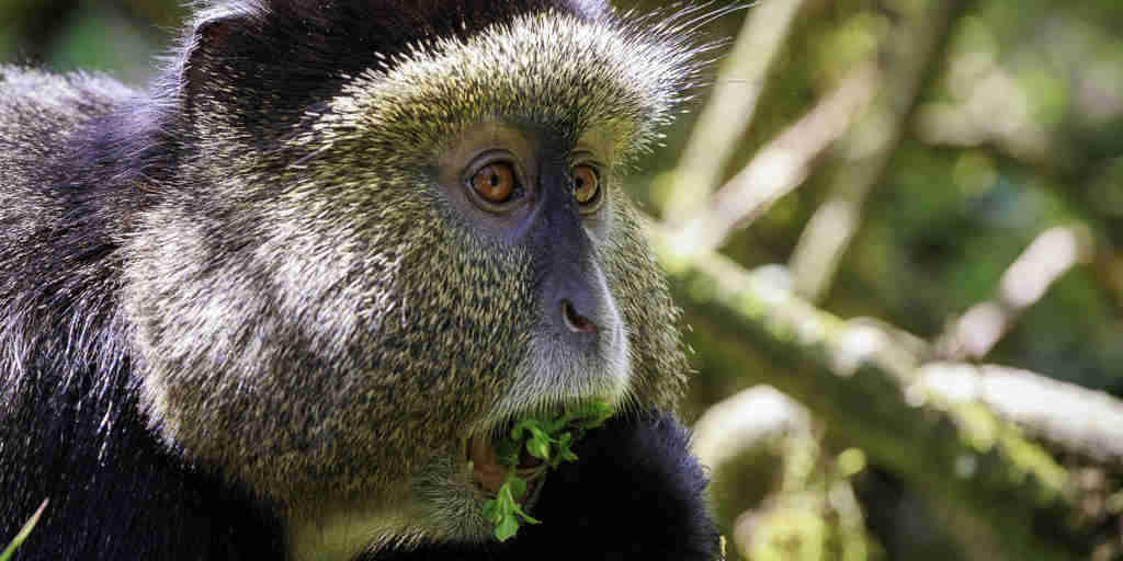 Monkey, Wilderness Bisate Reserve, Volcanoes NP, Rwanda