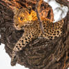 Leopard, Mokolwane, Okavango Delta, Botswana
