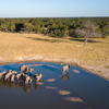 Watering Hole, Little Makalolo, Hwange NP, Zimbabwe
