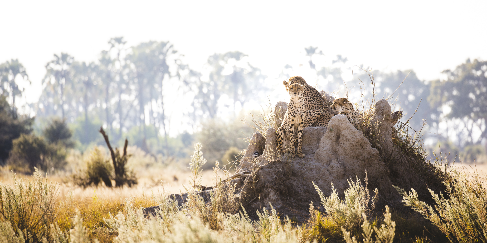 Cheetah, Wilderness Chitabe, Okavango Delta, Botswana
