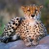 Cheetah, Zarafa Camp, Okavango Delta, Botswana