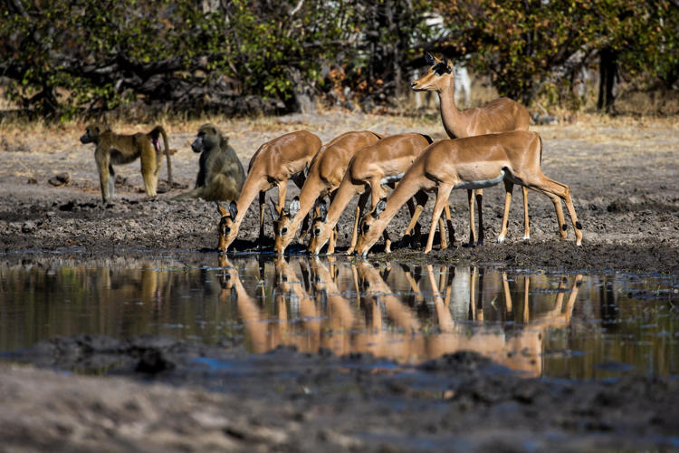 Photographichide, Kings Pool, Botswana