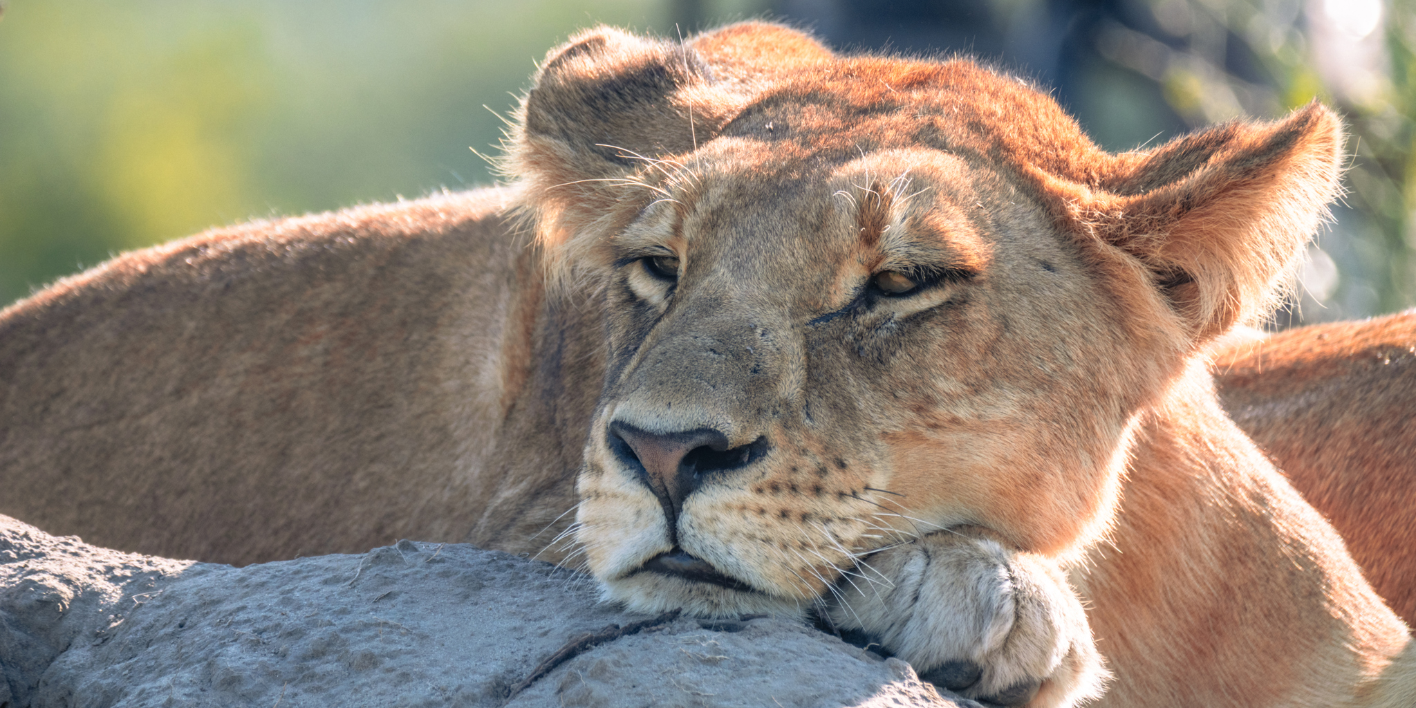 Lion, Little Mombo, Moremi Game Reserve, Botswana
