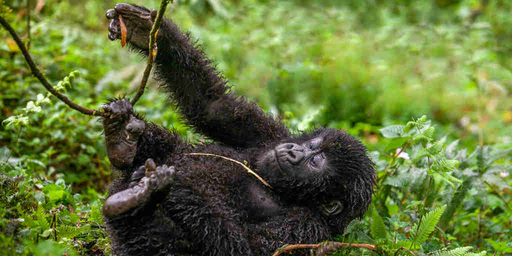 Gorilla, Wilderness Bisate Reserve, Volcanoes NP, Rwanda