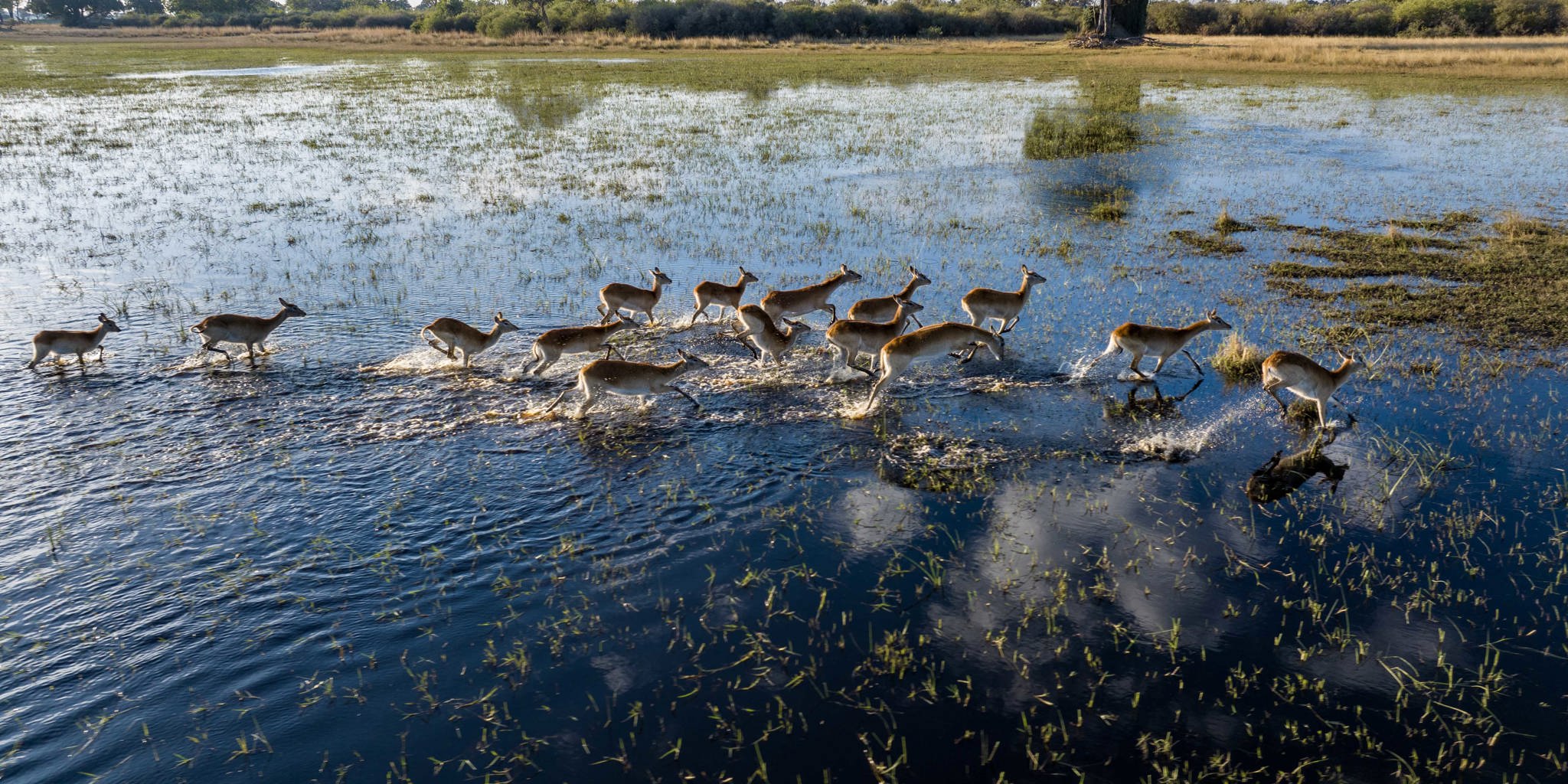 Game, North Island Okavango, Botswana