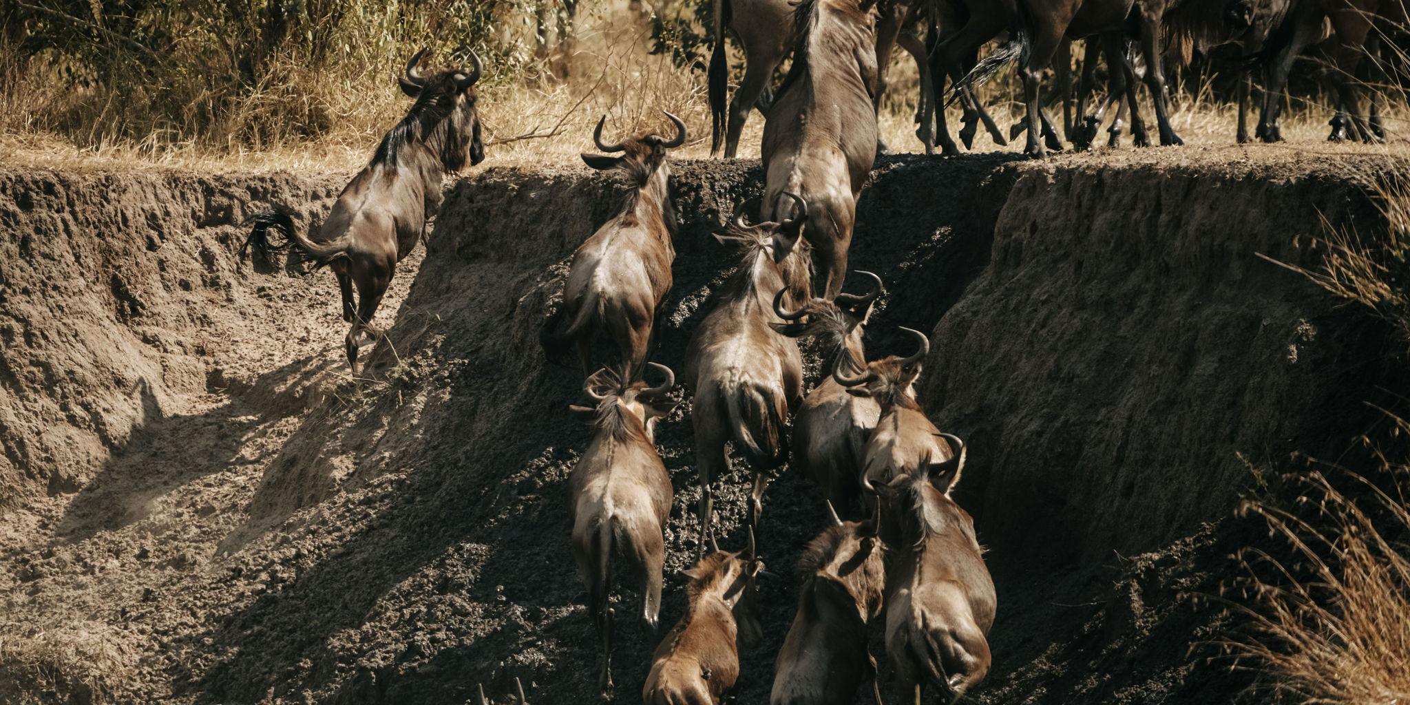 Wildebeast, Usawa, The Serengeti, Tanzania