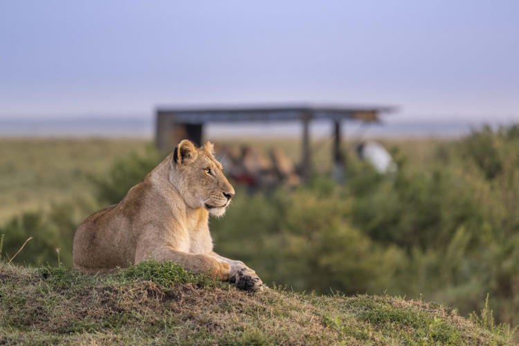 Lion, Governors Camp, Maasai Mara, Kenya