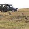 Game Drive, Kicheche Laikipia, Laikipia, Kenya
