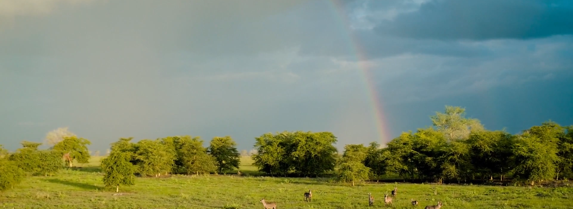 Video Gorongosa Landscape Mozambique Yellow Zebra Safaris