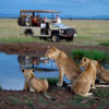 Lion Family, Singita Serengeti House, The Serengeti, Tanzania