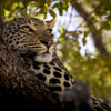 Leopard, Jao Camp, Okavango Delta, Botswana