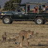 Game Drive, Kicheche Bush Camp, Greater Mara Conservancies, Kenya