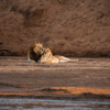 Lion, Sarara Wilderness, Samburu, Kenya