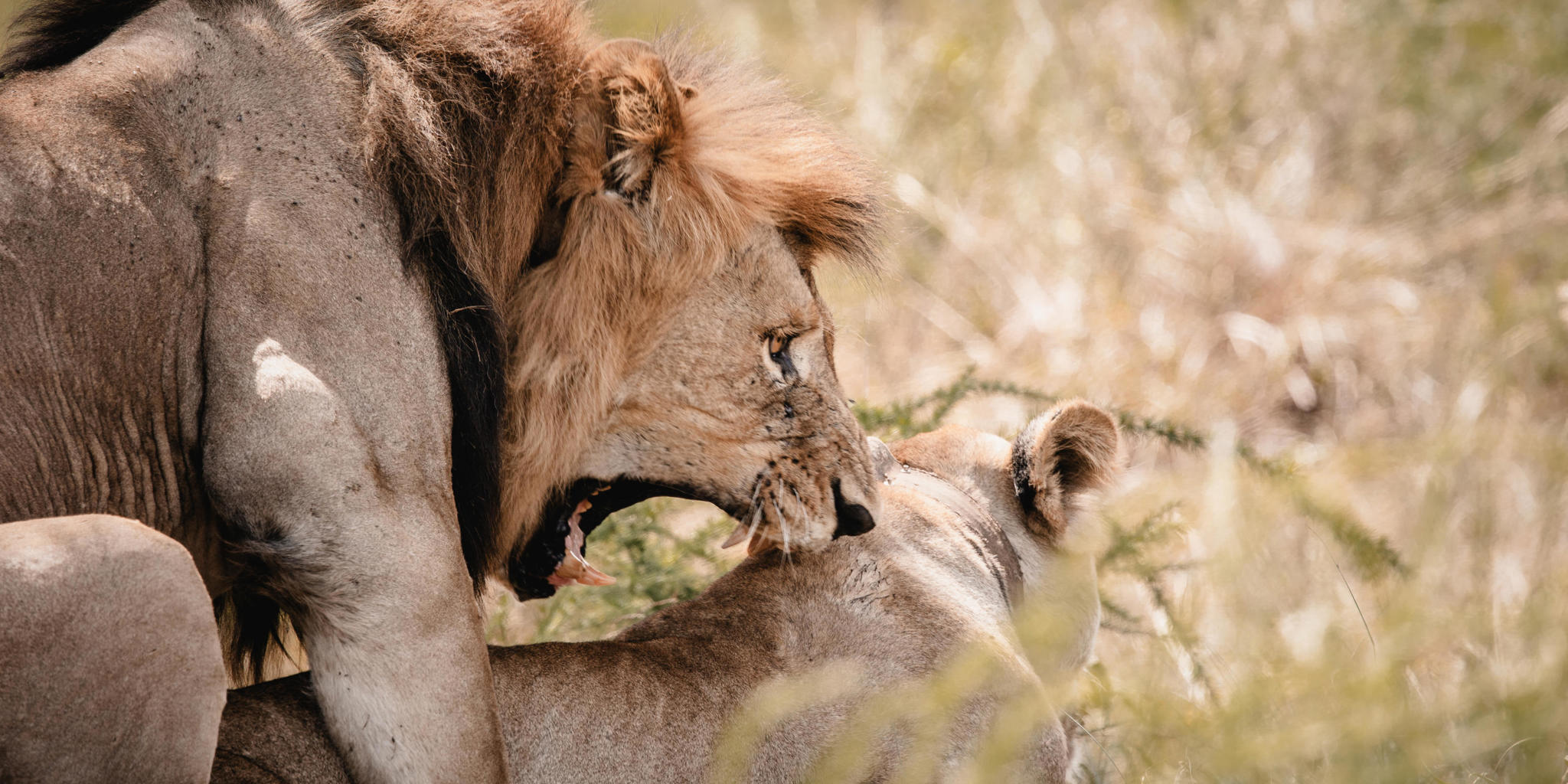 Lion, Wilderness Magashi Peninsula, Akagera National Park, Rwanda