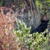 Witness The Black Leopard | Wildlife Encounters