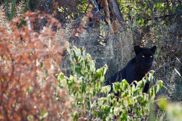 Gizabushes2 Laikipia Blackleopardblog
