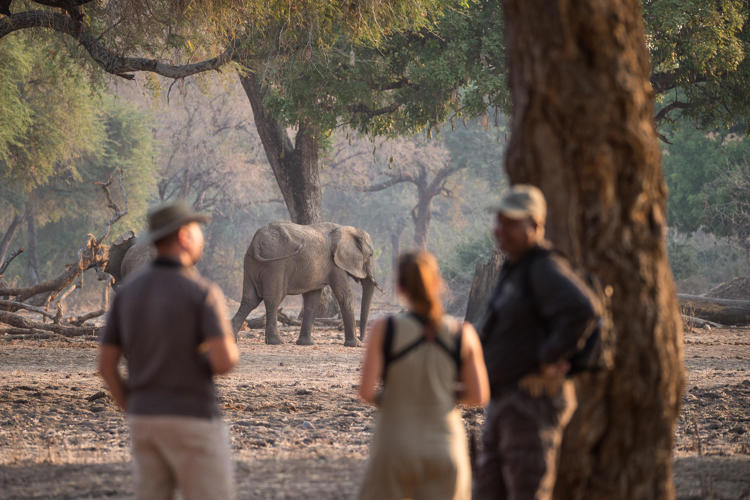 Walking Safari, Wilderness Chikwenya, Mana Pools, Zimbabwe