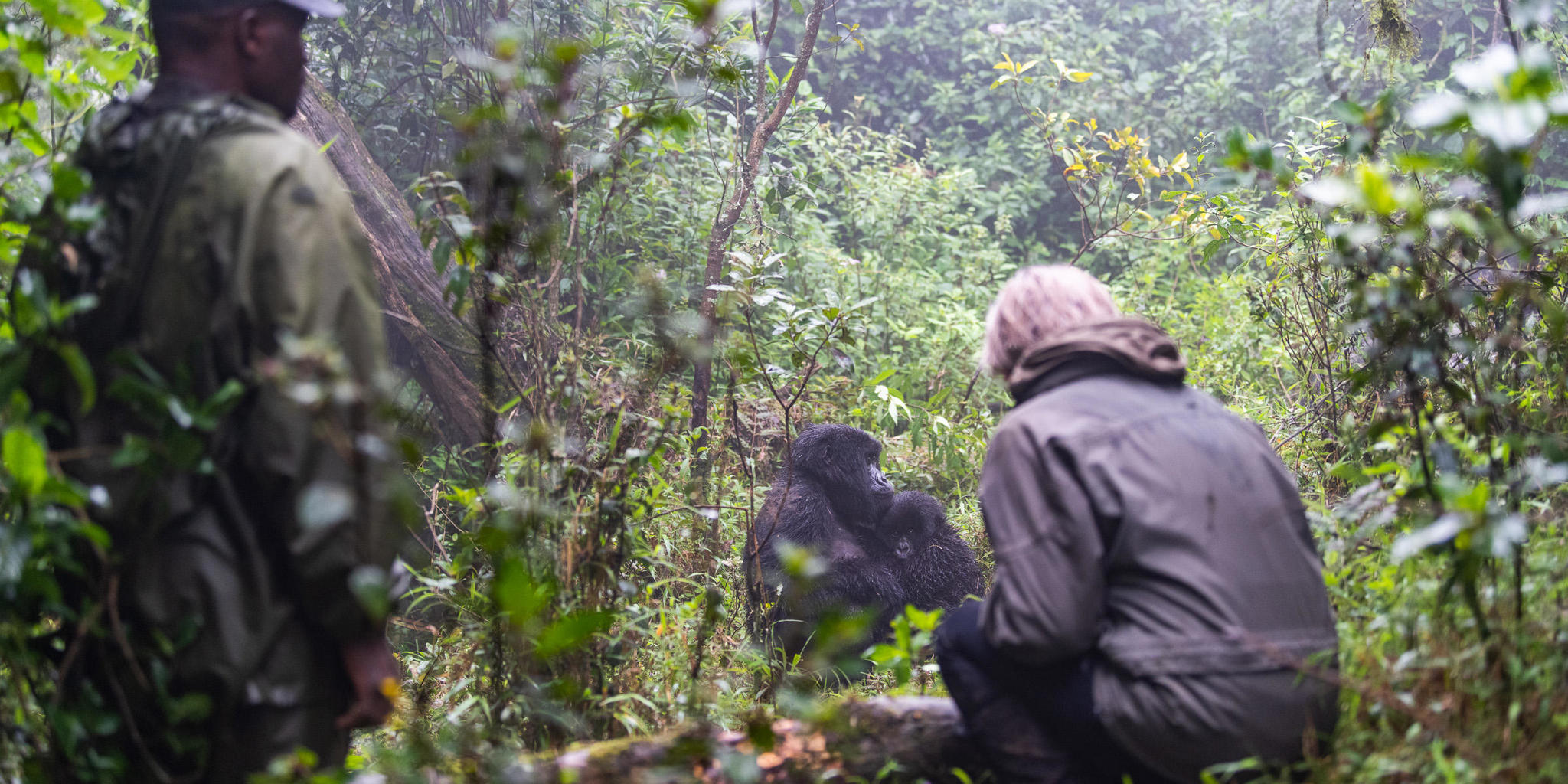 Gorillla Trekking, Sabyinyo, Volcanoes National Park, Rwanda