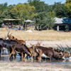 Buck, Little Makalolo, Hwange NP, Zimbabwe
