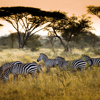 Zebras, Game Drive, African Safari