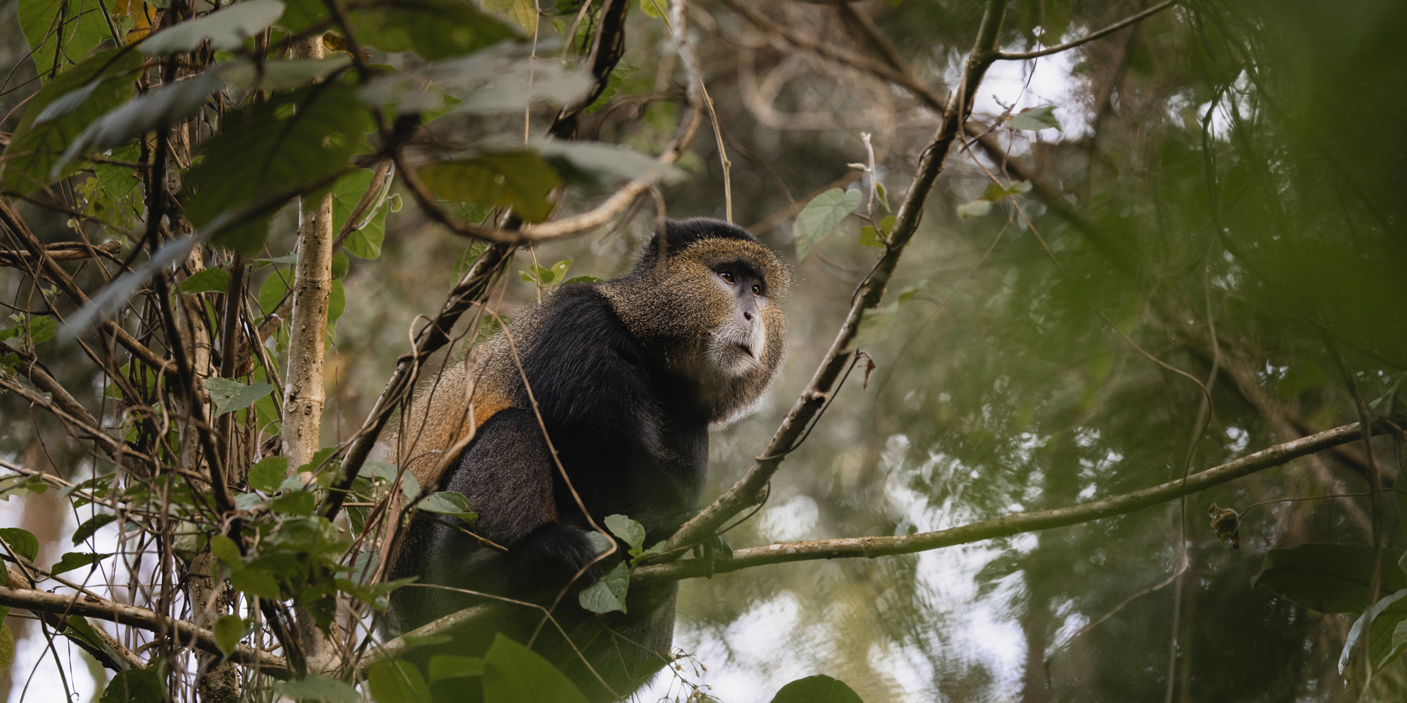 Golden Monkey, Sabyinyo, Volcanoes National Park, Rwanda
