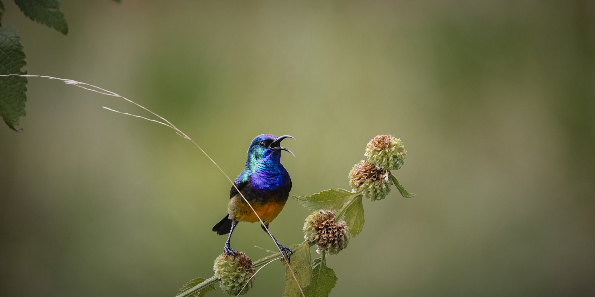 Birdlife, Sabyinyo, Volcanoes National Park, Rwanda
