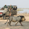 Lion 2, Chiawa Camp, Lower Zambezi, Zambia
