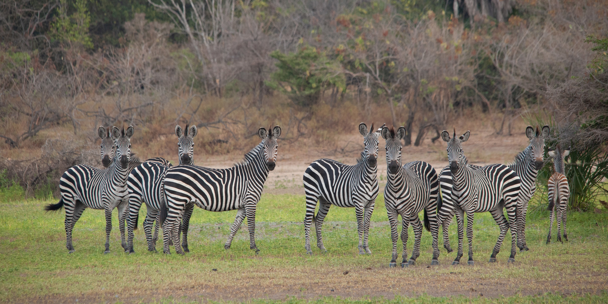 Zebra, Selous Impala Camp, Nyerere, Tanzania