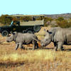 Rhinos, Ongava Tented Camp, Etosha National Park, Namibia