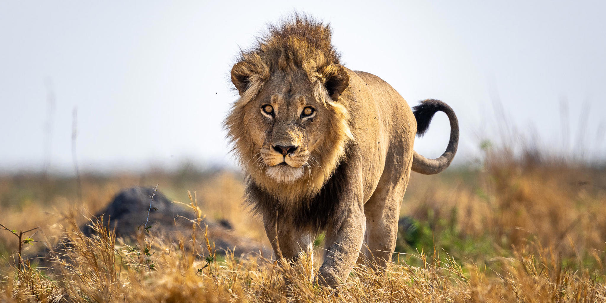 Lion, Wilderness Mokete, Okavango Delta, Botswana