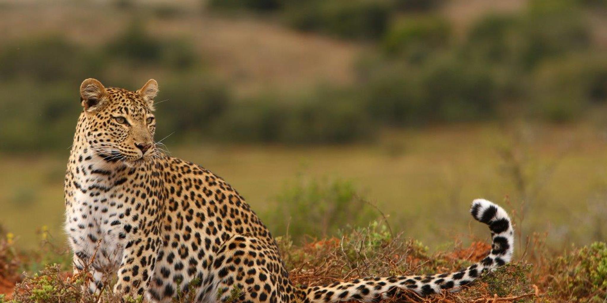 Leopard, Shamwari Long Lee, Shamwari, South Africa
