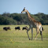 Giraffe, Little Makalolo, Hwange NP, Zimbabwe
