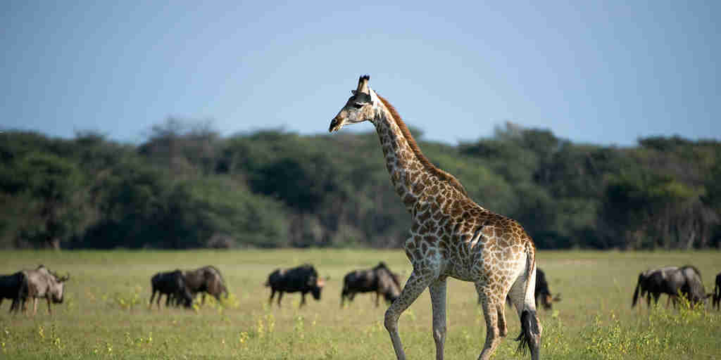 Giraffe, Little Makalolo, Hwange NP, Zimbabwe