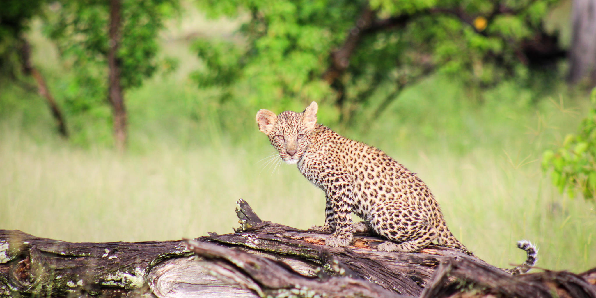 Leopard, Moremi Camp, Moremi Game Reserve, Botswana