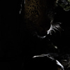 Night Drive Leopard, Zarafa Camp, Linyanti, Botswana