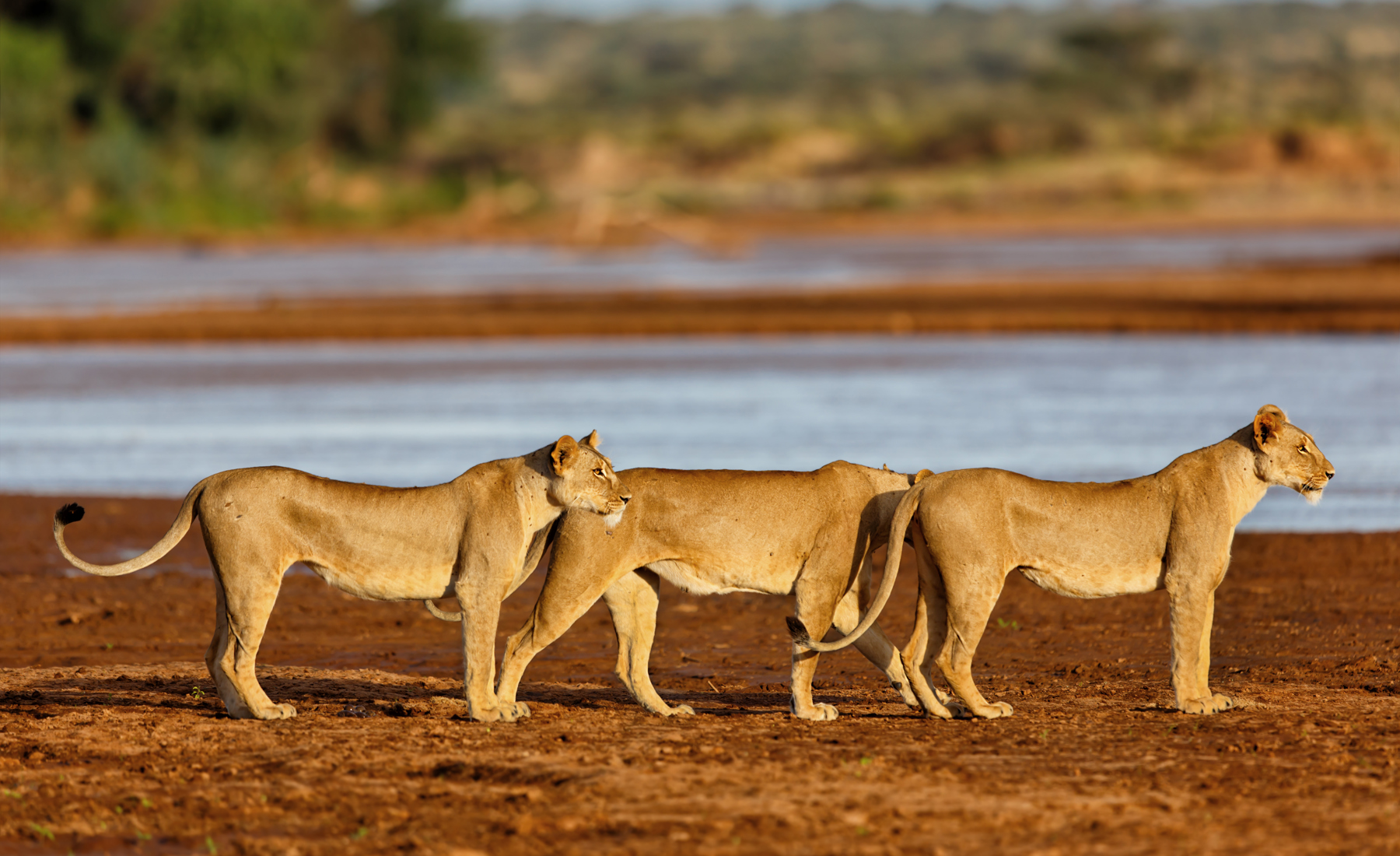 Lionesses, Samburu National Reserve, Kenya 