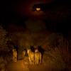 Night Drive, Kigelia Ruaha, Tanzania