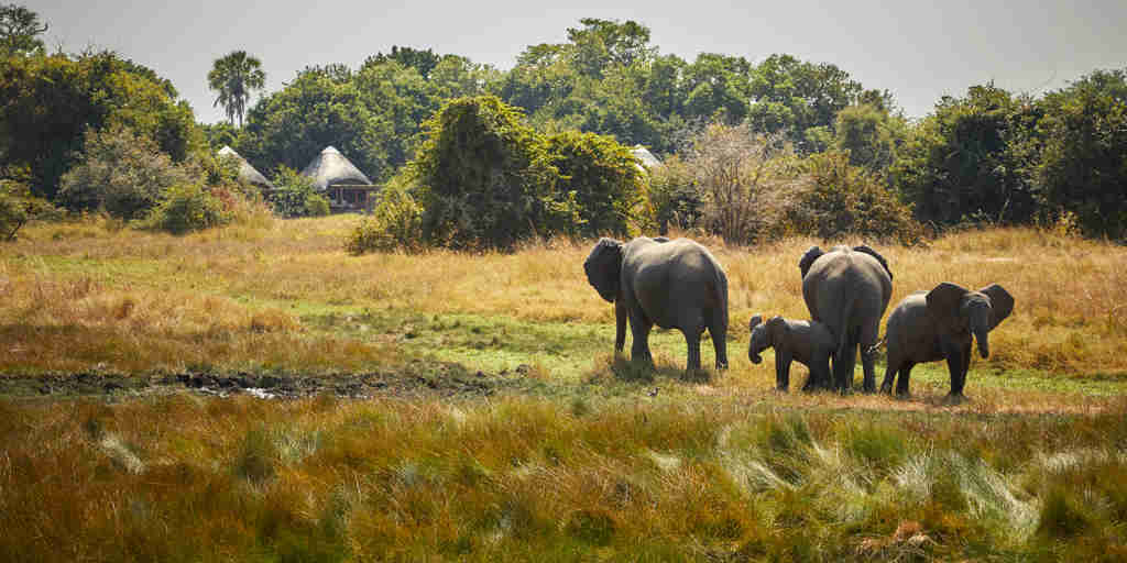Elephants, Kuyenda, South Luangwa NP, Zambia
