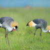 Grey Crowned Crane, The Serengeti, Tanzania