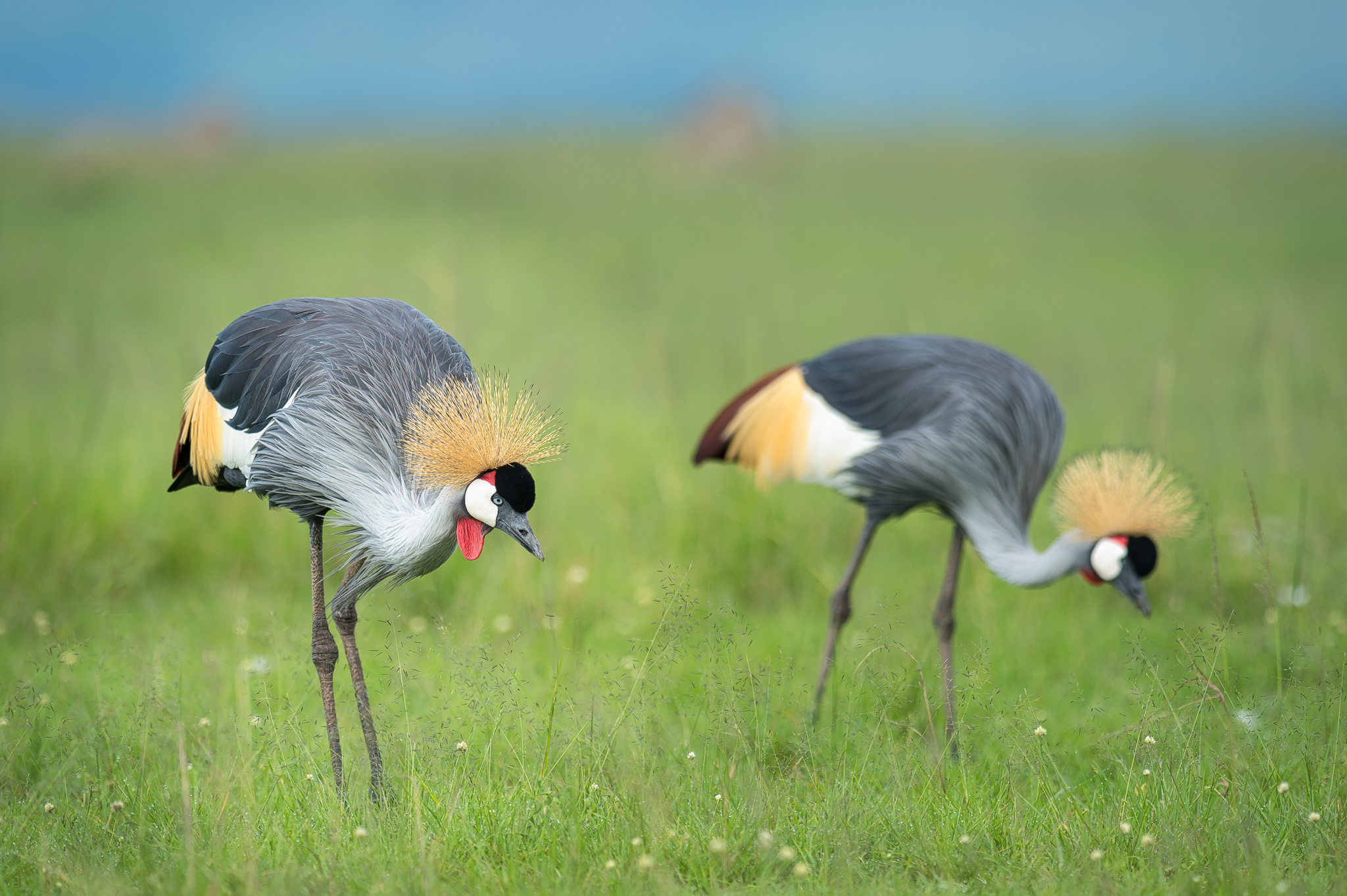 Grey Crowned Crane, The Serengeti, Tanzania