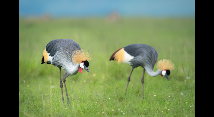Grey Crowned Crane, The Serengeti, Tanzania