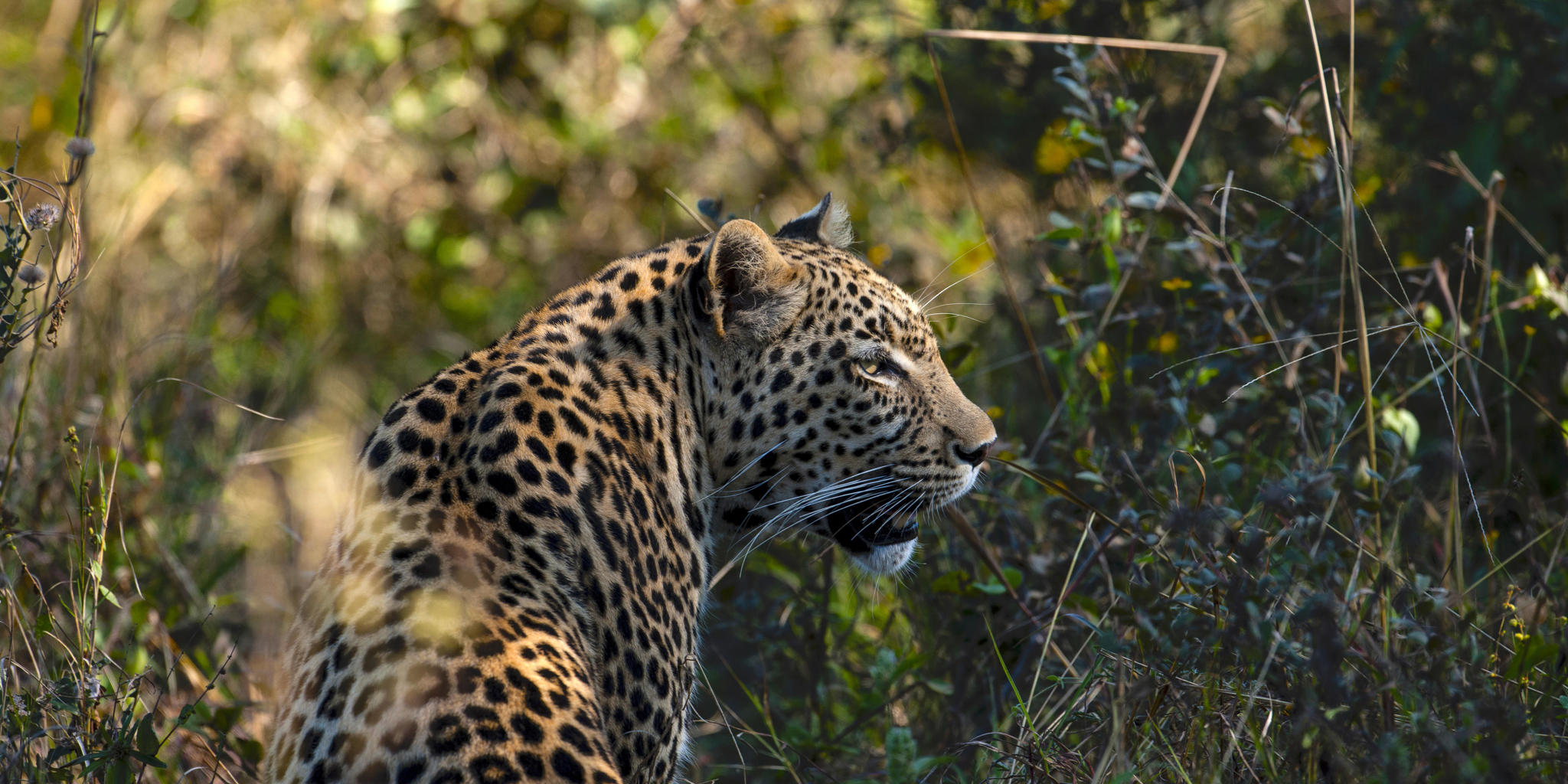 Leopard, Duke's East Camp, Okavango Delta, Botswana