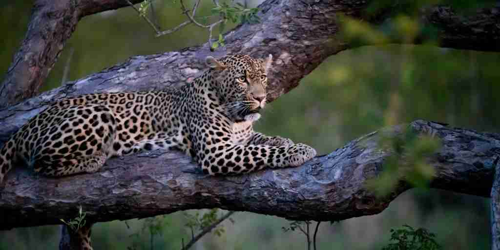 leopard, cheetah plains, sabi sands, south africa