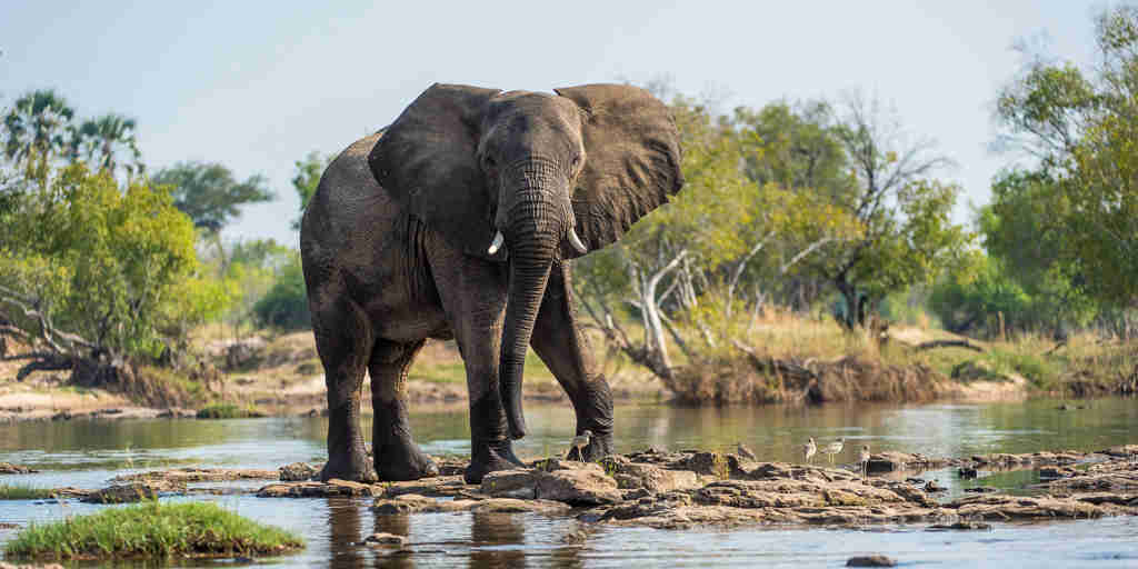 Elephant, Toka Leya, Mosi Oa Tunya NP, Zambia