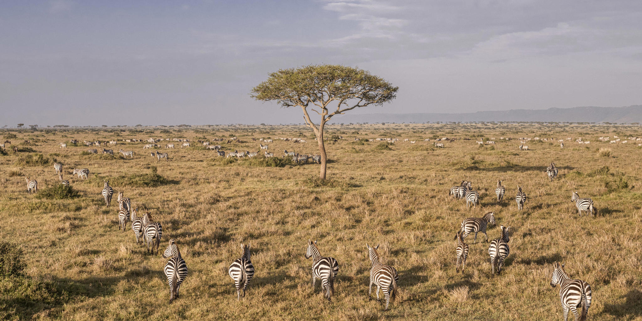 Zebra, Wilderness Mara, Maasai Mara National Reserve, Kenya