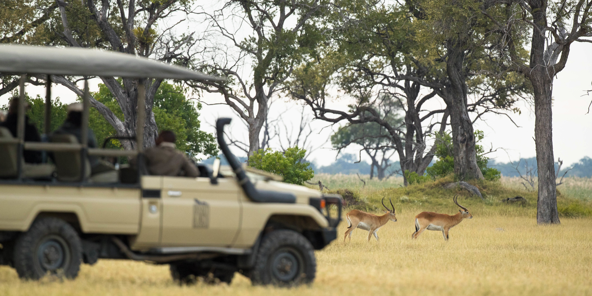 Game Drive, Sediba Sa Rona, Moremi Game Reserve, Botswana
