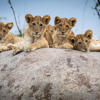 Lions, Lamai Serengeti, Serengeti, Tanzania