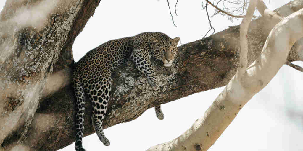 leopard, nimali serengeti, serengeti np, tanzania